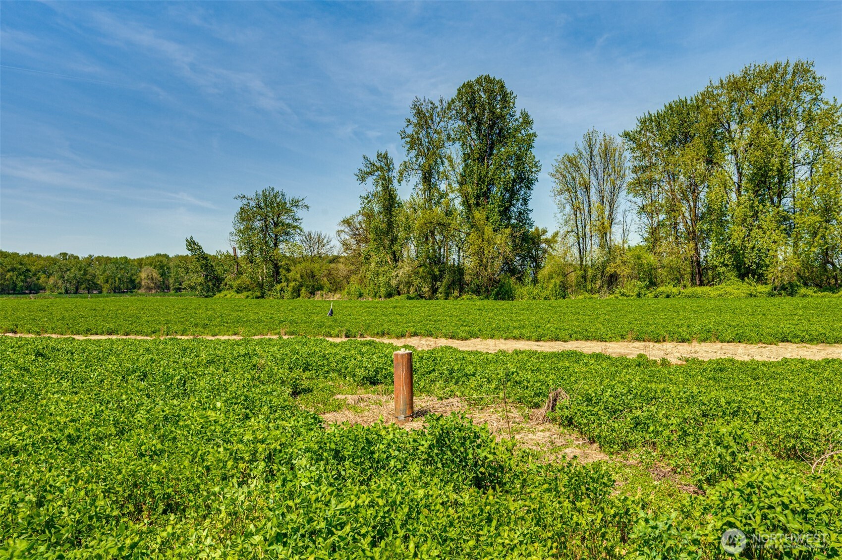 0 Whalen Road Woodland, WA 98674 - Photo 2 of 26 a view of a grassy field with trees