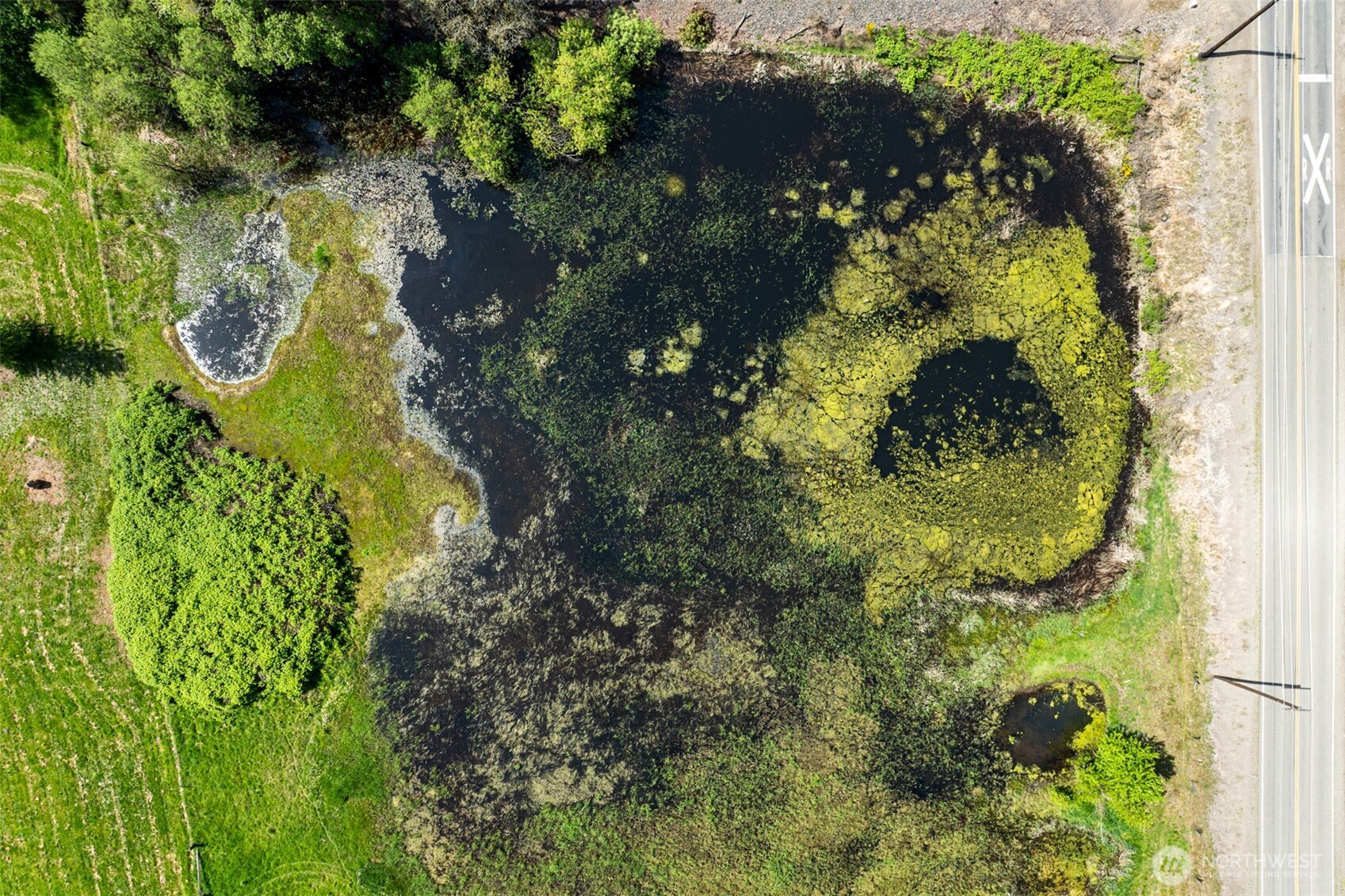 0 Whalen Road Woodland, WA 98674 - Photo 23 of 26 a close up of a flower in a garden