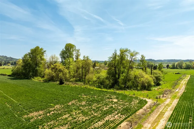 a view of a large yard with large trees