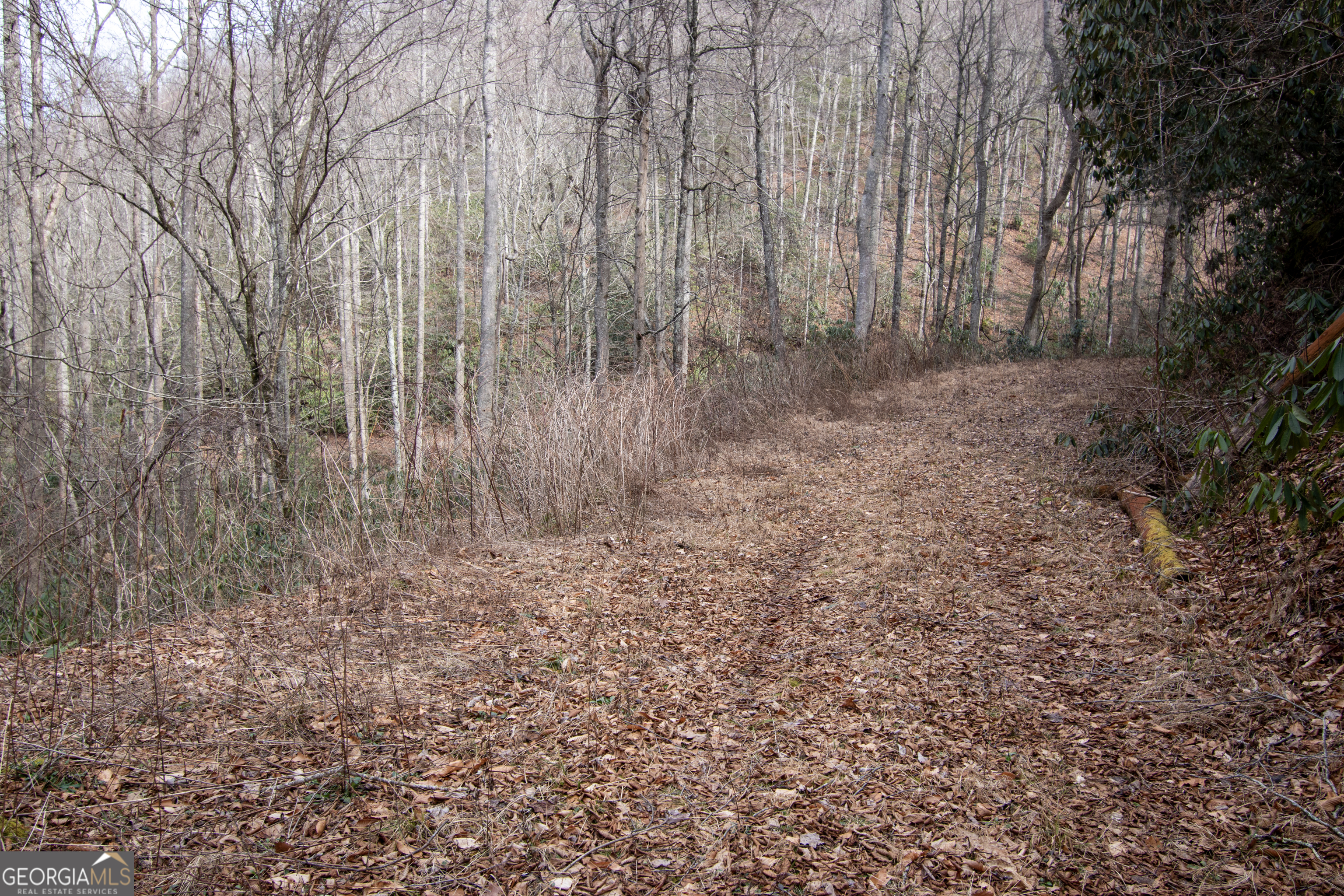 0 Walnut Cove Branch Road Robbinsville, NC 28771 - Photo 4 of 14 a view of small space with trees
