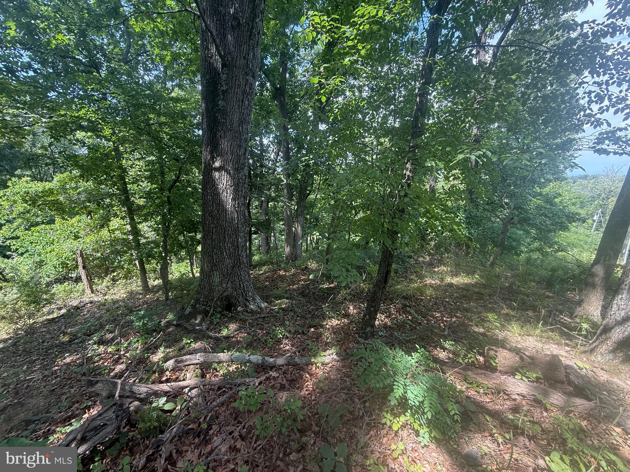 Lot 25 Doom Peak Road Linden, VA 22642 - Photo 2 of 22
