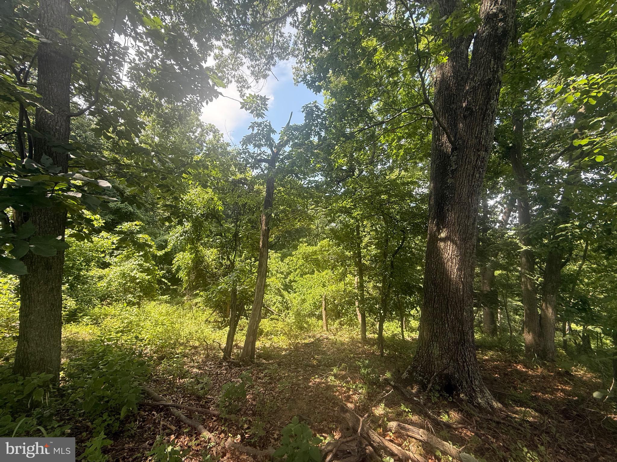 Lot 25 Doom Peak Road Linden, VA 22642 - Photo 3 of 22