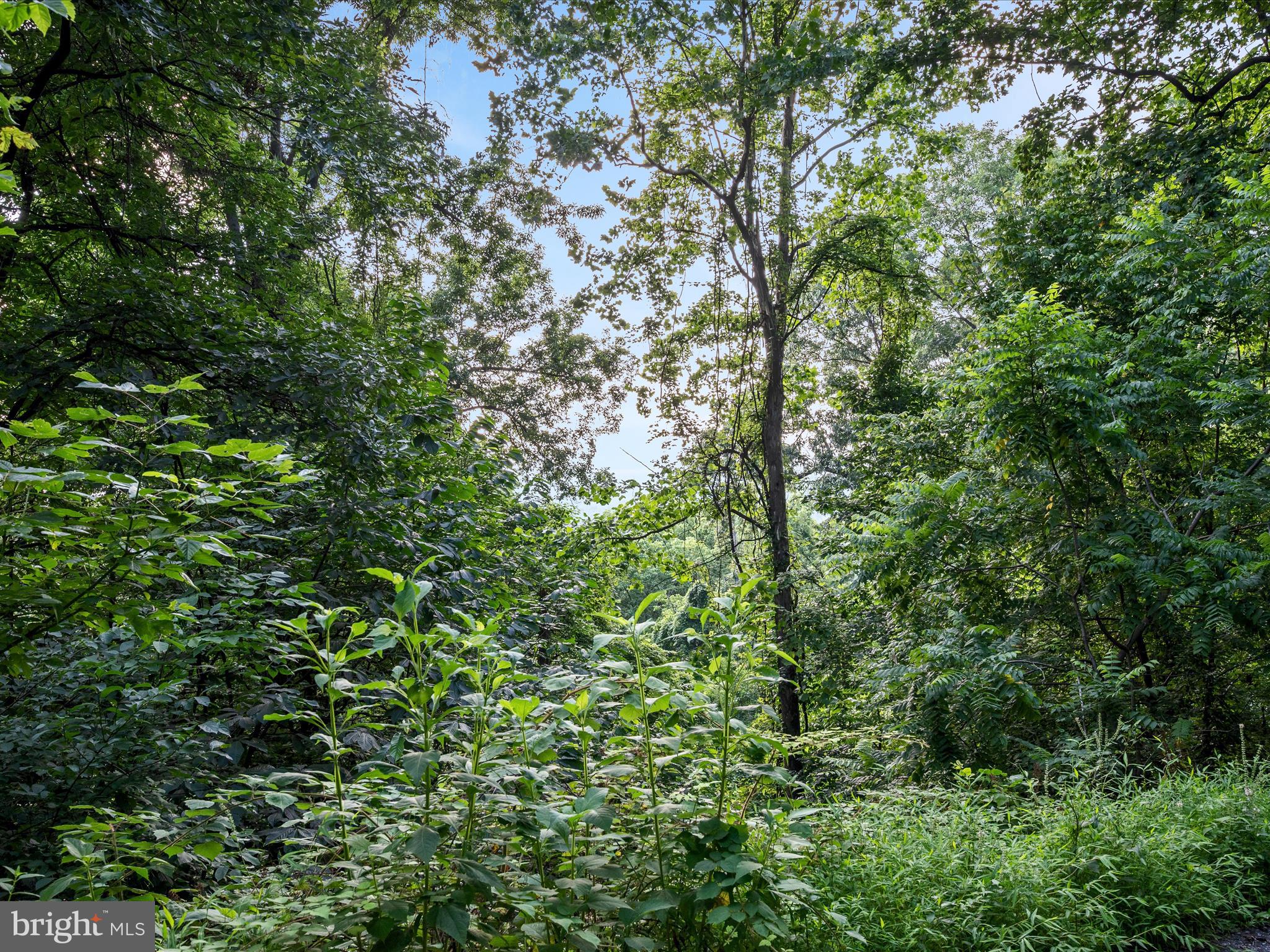 Lot 25 Doom Peak Road Linden, VA 22642 - Photo 5 of 22 Landscape