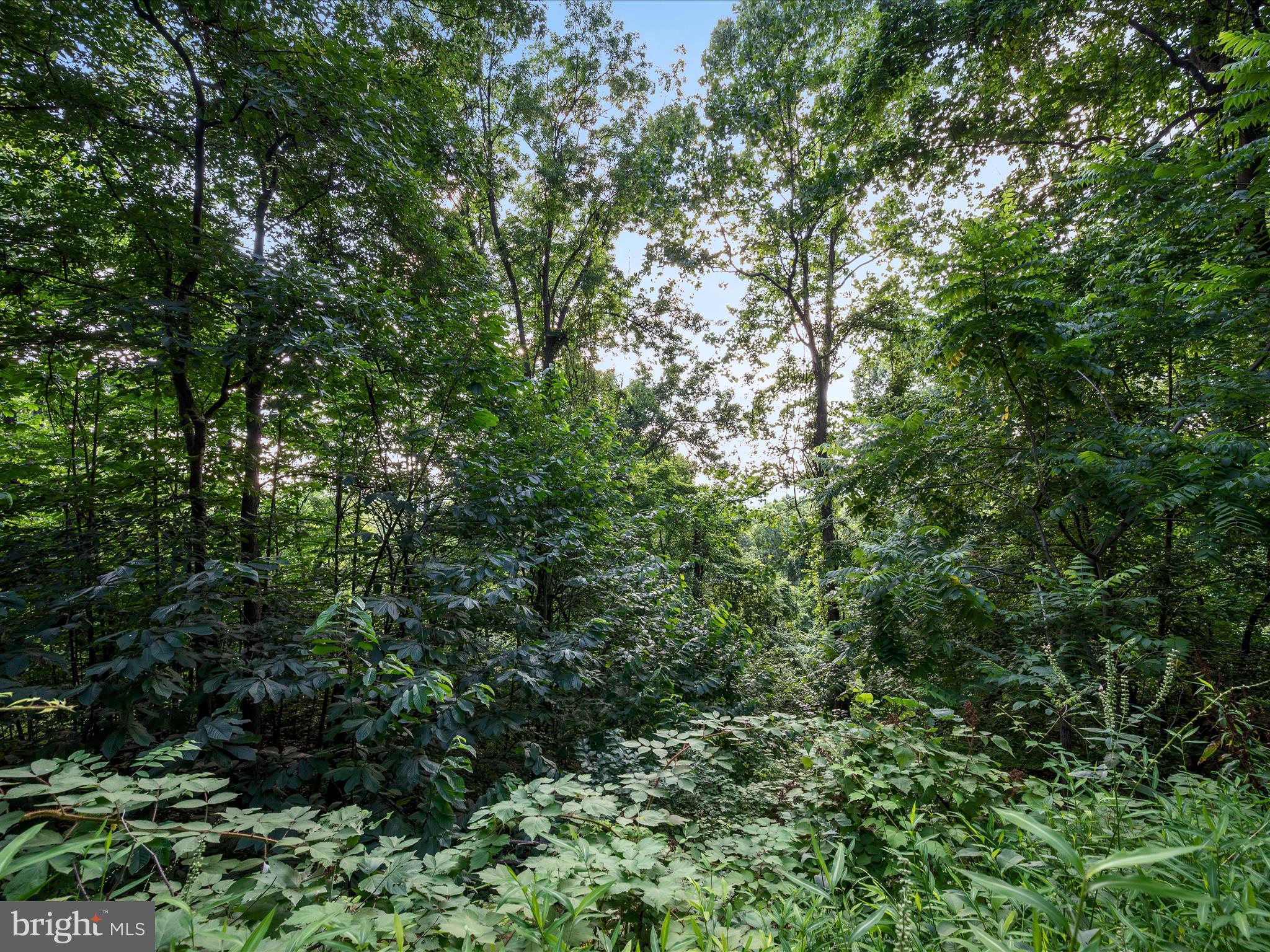 Lot 25 Doom Peak Road Linden, VA 22642 - Photo 6 of 22 Landscape