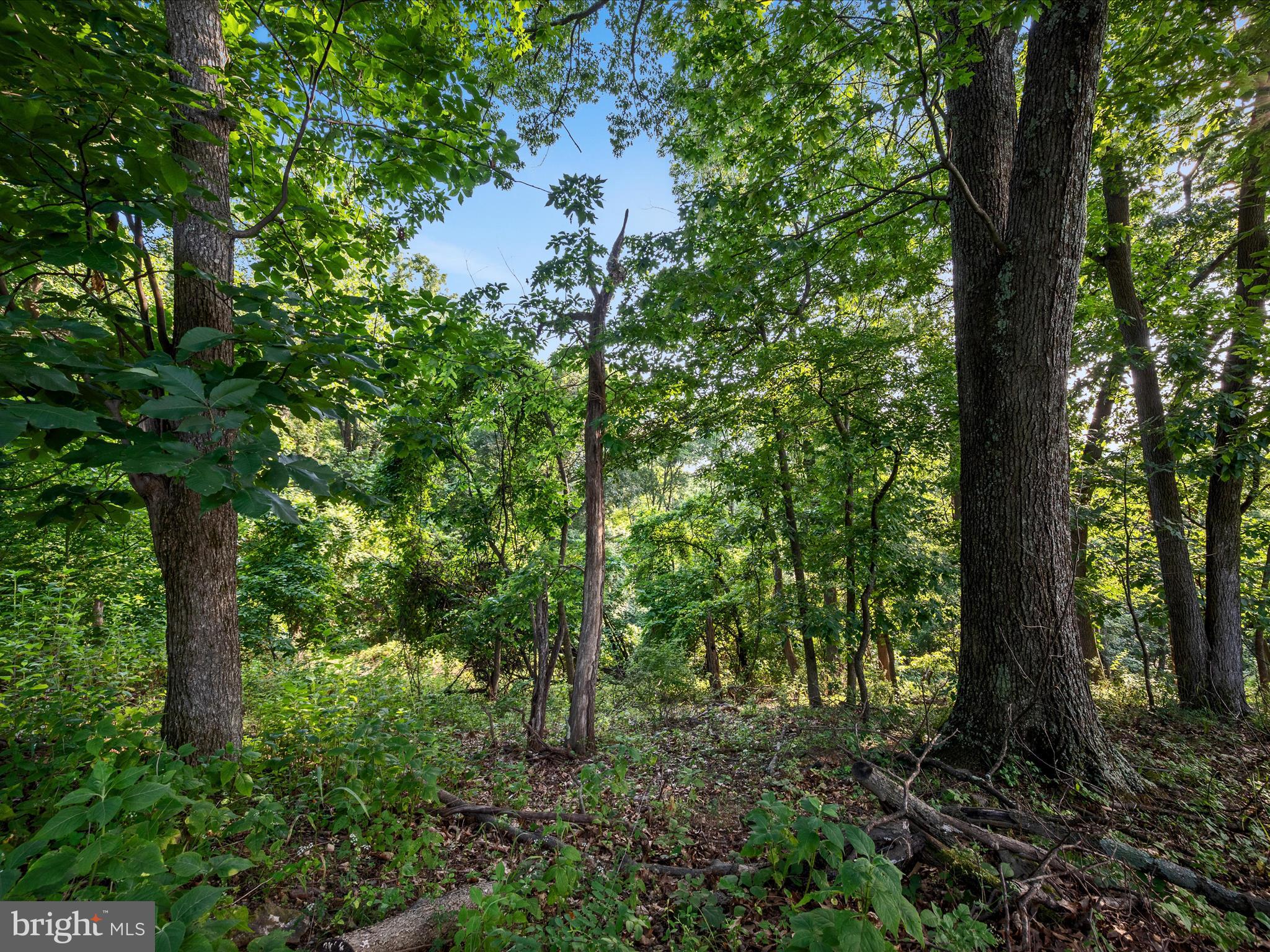 Lot 25 Doom Peak Road Linden, VA 22642 - Photo 7 of 22 Landscape