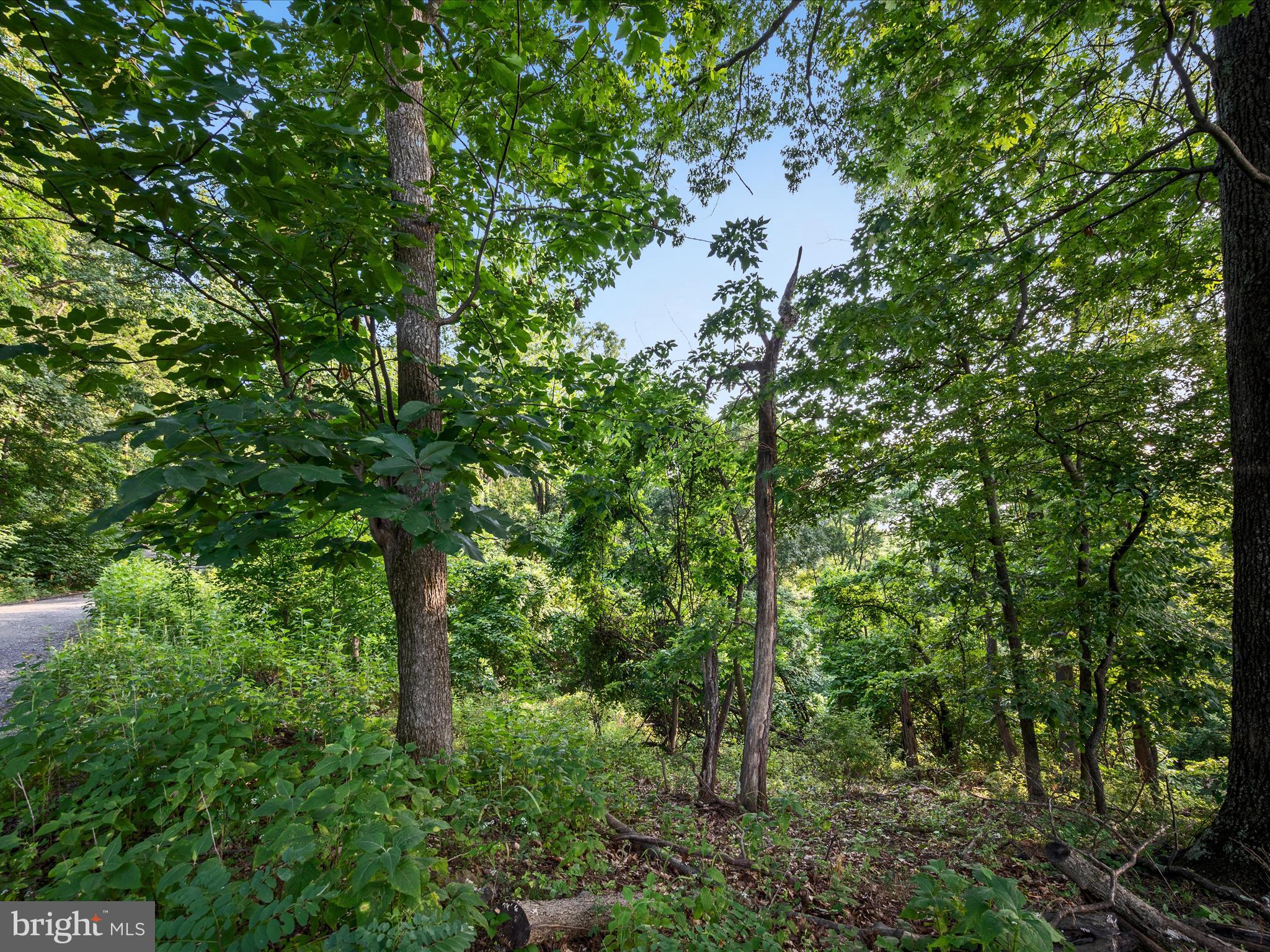 Lot 25 Doom Peak Road Linden, VA 22642 - Photo 8 of 22 Landscape