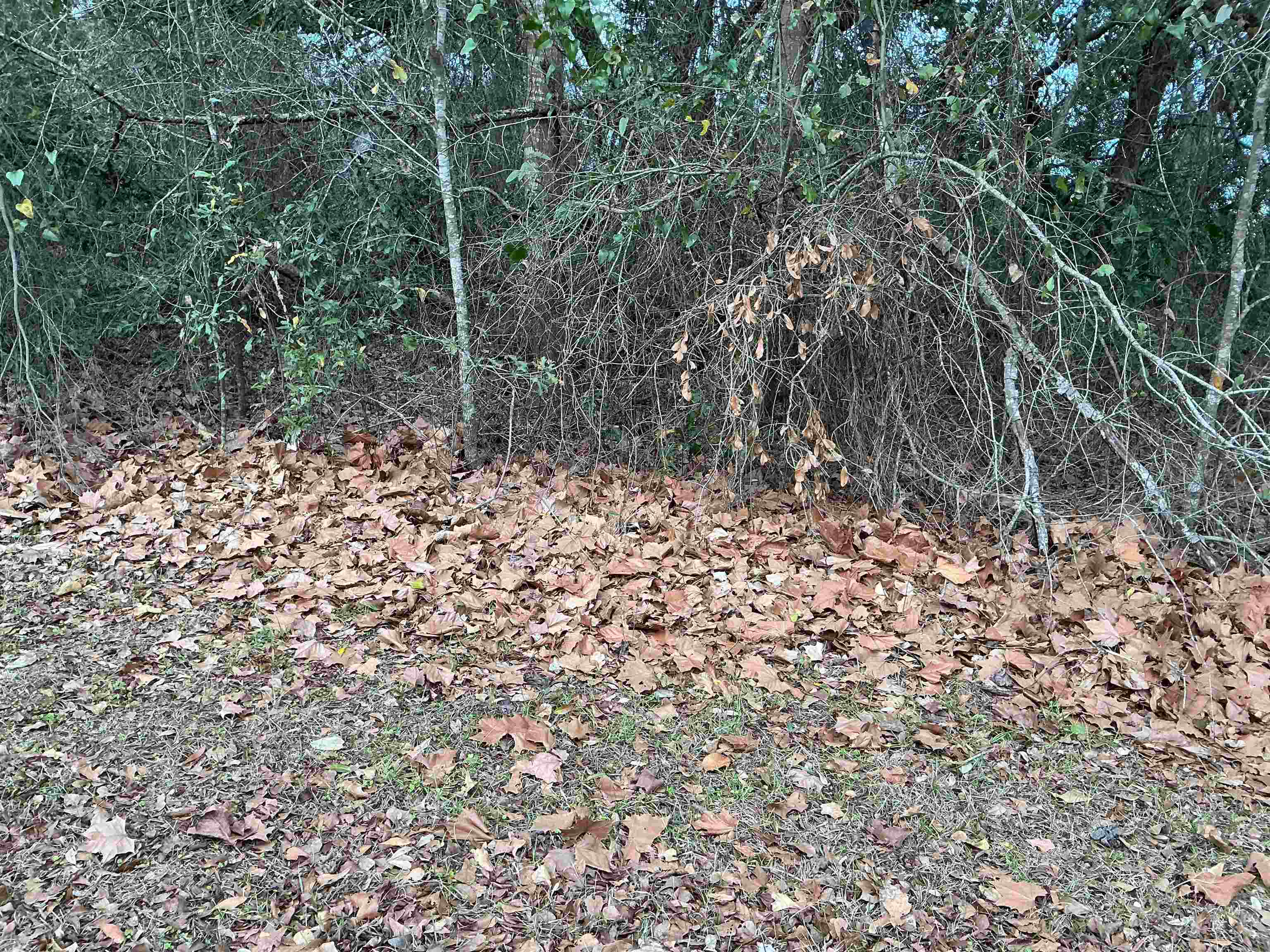 1597 Southwest Moseley Hall Road Madison, FL 32340 - Photo 19 of 49