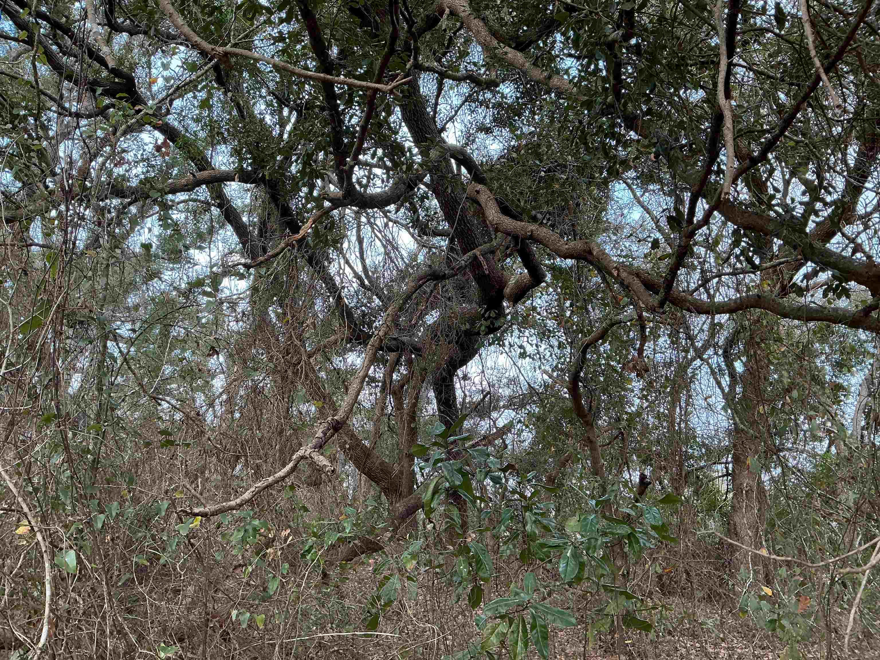 1597 Southwest Moseley Hall Road Madison, FL 32340 - Photo 20 of 49