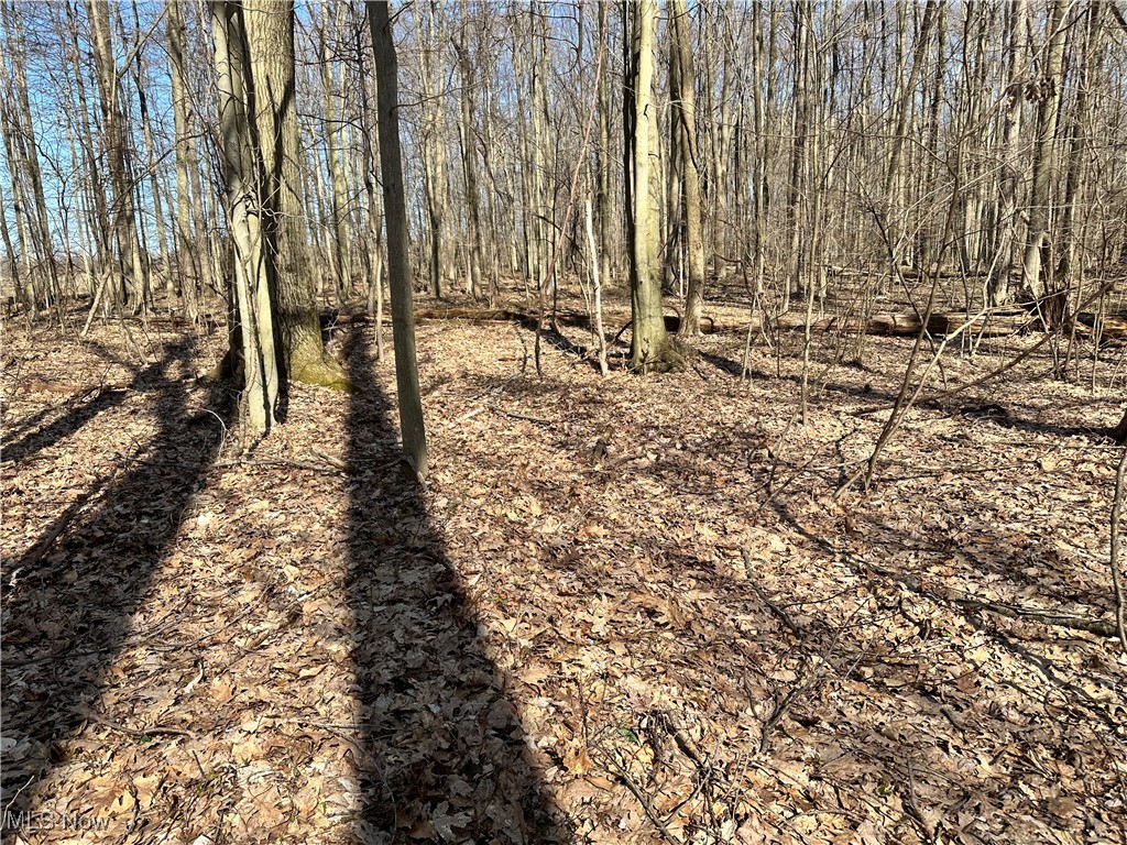 2832 Maple Road Jefferson, OH 44047 - Photo 20 of 26 View of local wilderness