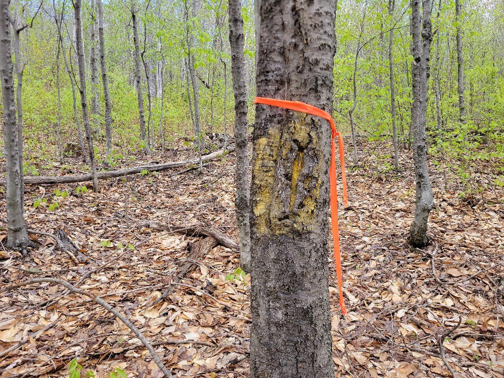 Lot 11 Swift River Road Byron, ME 04275 - Photo 6 of 72 Boundary line tree