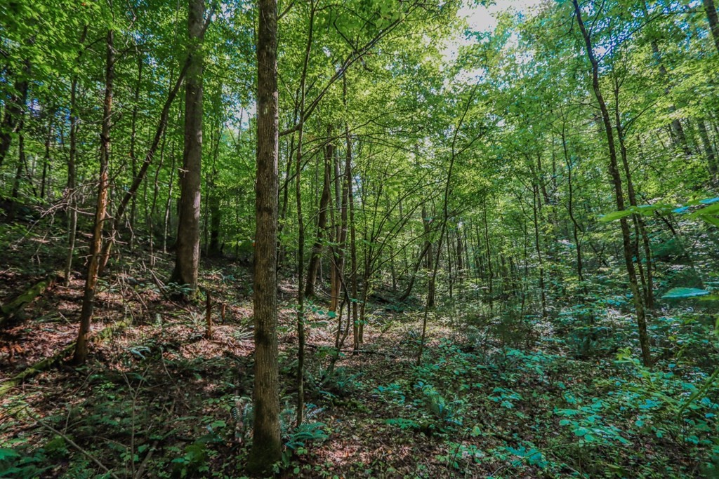 642 Green Hill Road Del Rio, TN 37727 - Photo 24 of 38 Gallery Image 24