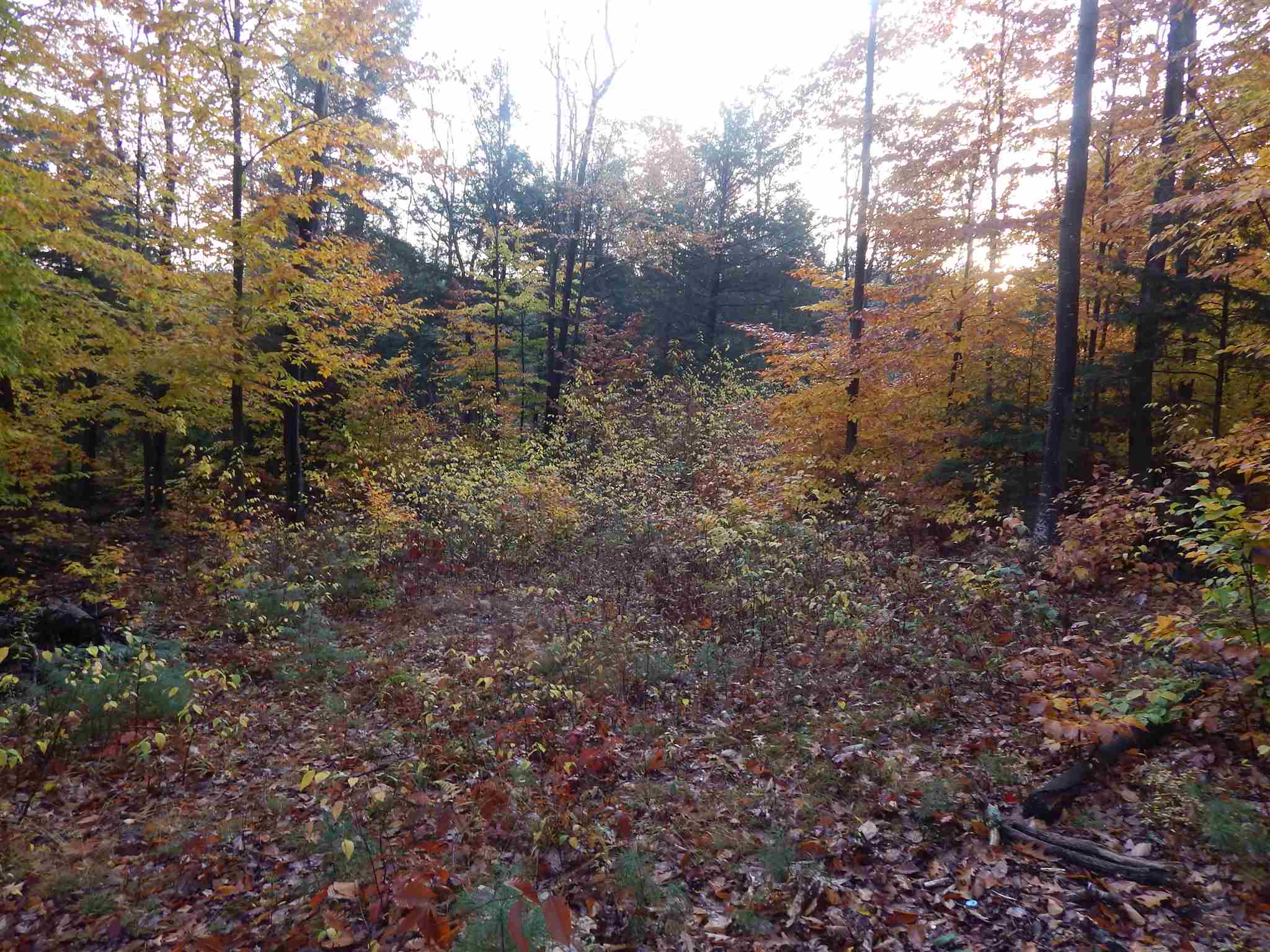 Lot 38 Fiske Road Northfield, NH 03276 - Photo 5 of 10