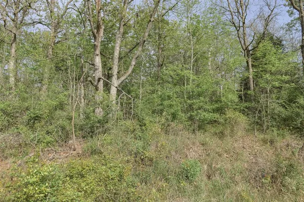 a view of a forest with a tree