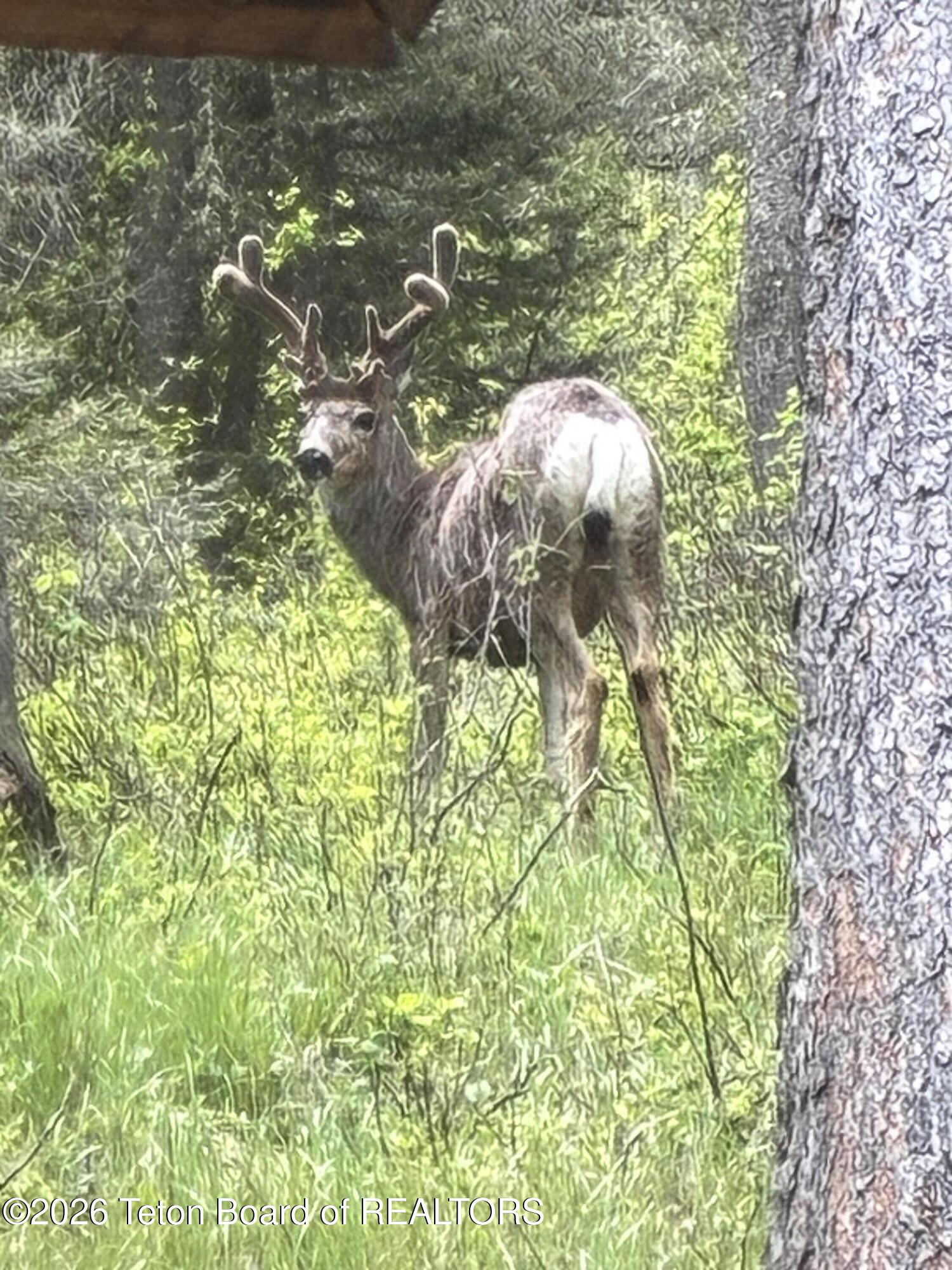 6600 Paintbrush Trail Wilson, WY 83014 - Photo 24 of 27 IMG_6344
