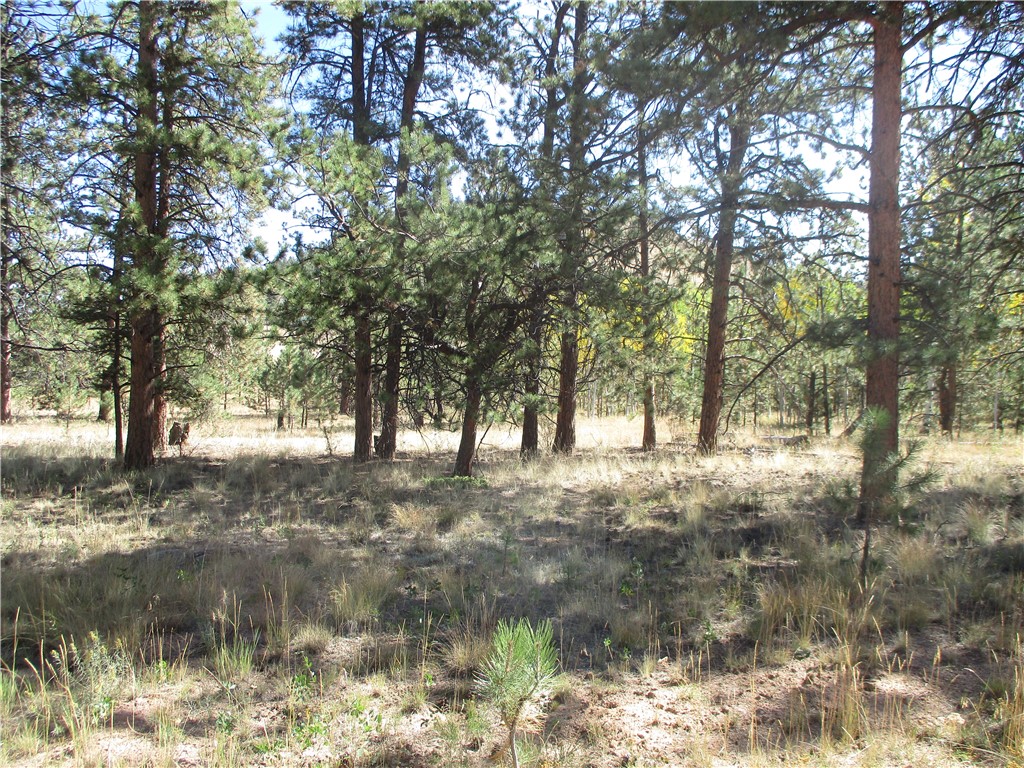 166 Haystack Road Hartsel, CO 80449 - Photo 5 of 16 Gallery Image 5