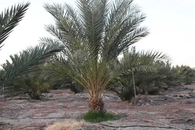 $499,000 | 0 Bounty Avenue, Mecca, CA 92254