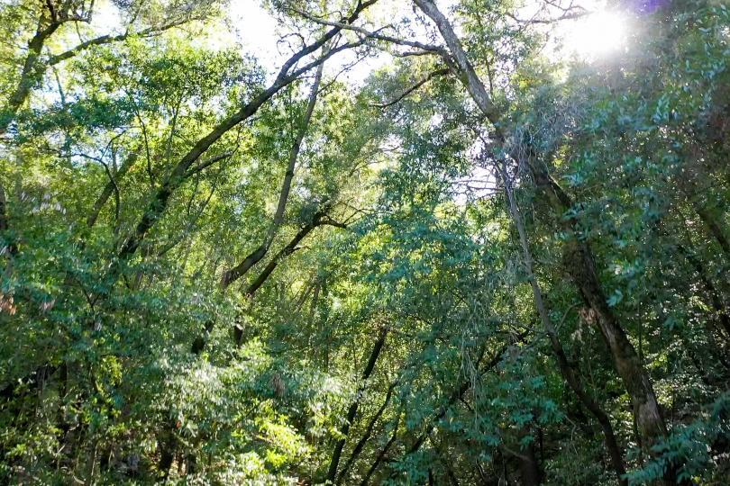 15910 Wildcat Ridge Saratoga, CA 95070 - Photo 7 of 10 a view of a lush green forest