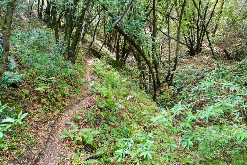 15910 Wildcat Ridge Saratoga, CA 95070 - Photo 9 of 10 a view of a yard with plants and trees