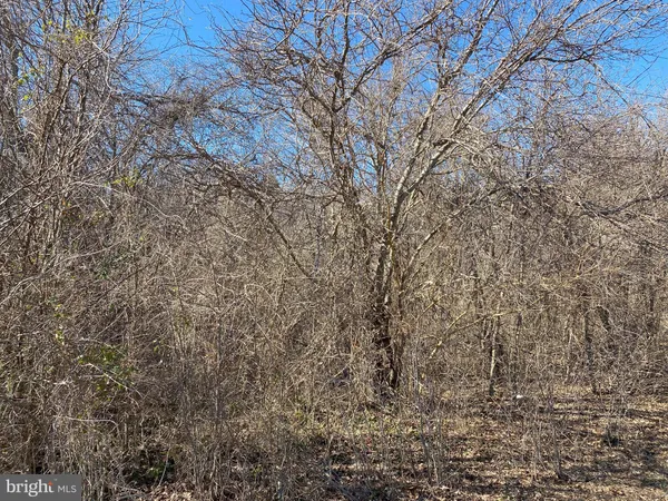a view of a yard with a trees