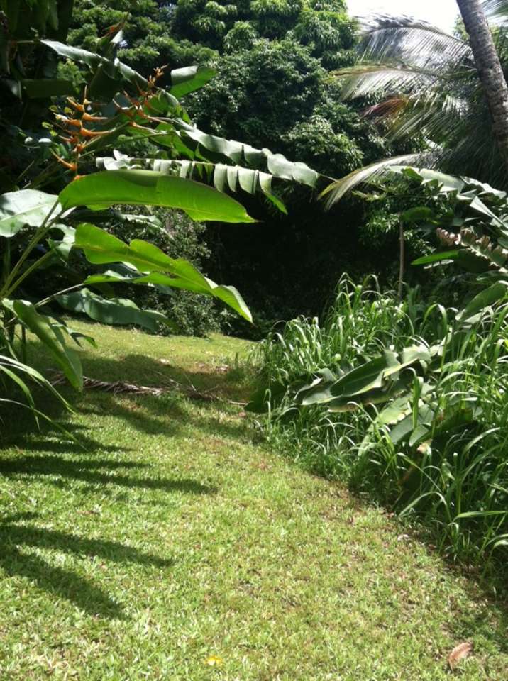 28 Door Of Faith Road Haiku, HI 96708 - Photo 20 of 29 a close up of a plant in a garden