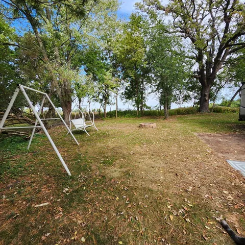 a view of a tree in middle of forest