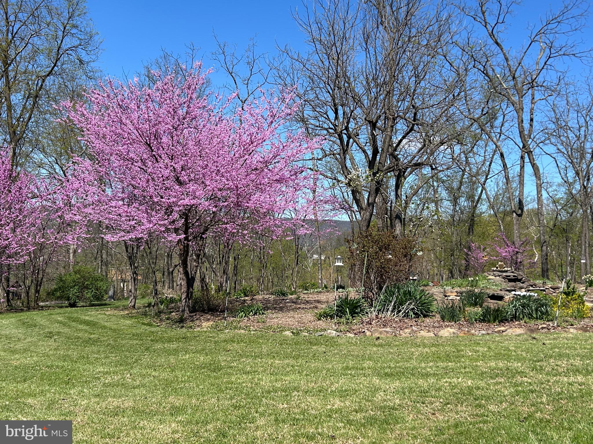 35130 Paxson Road Round Hill, VA 20141 - Photo 53 of 56 Redbud trees in bloom