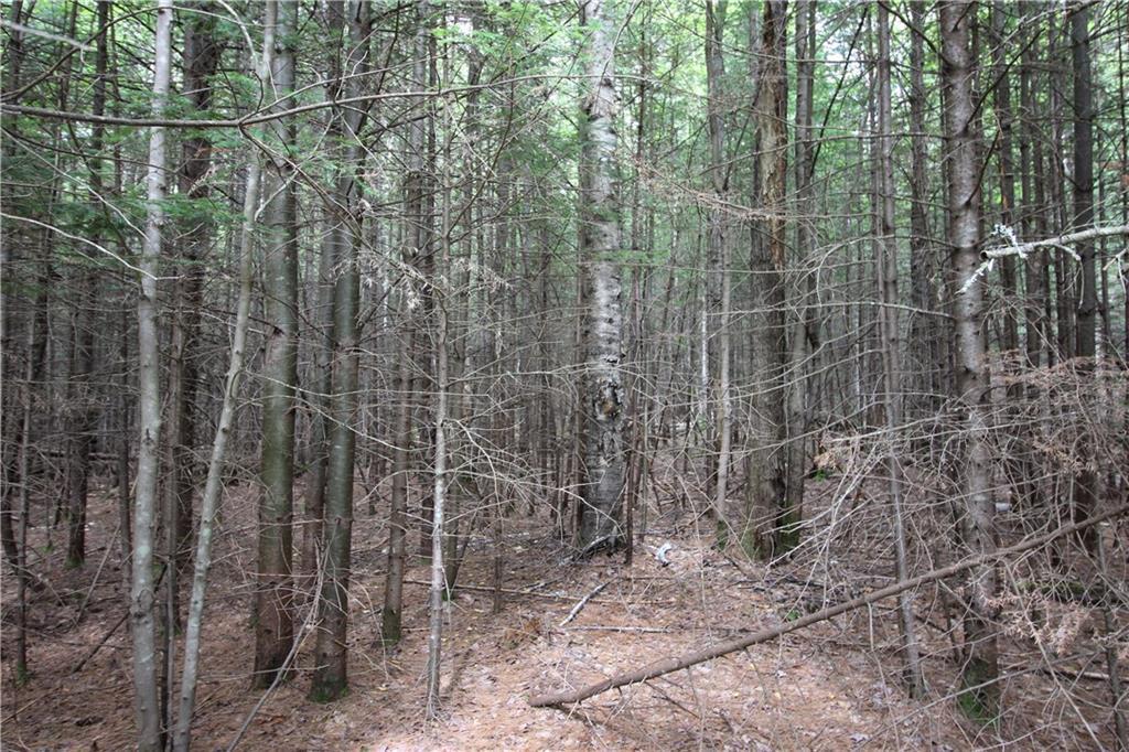 Tbd Westwood Road Bethel, ME 04217 - Photo 12 of 15 Photo