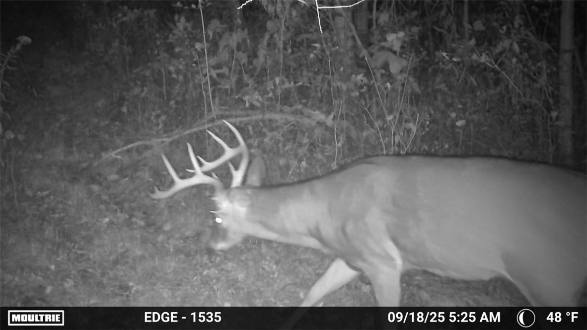 16126 Telegraph Road Murray, NY 14470 - Photo 49 of 50 Wildlife on property