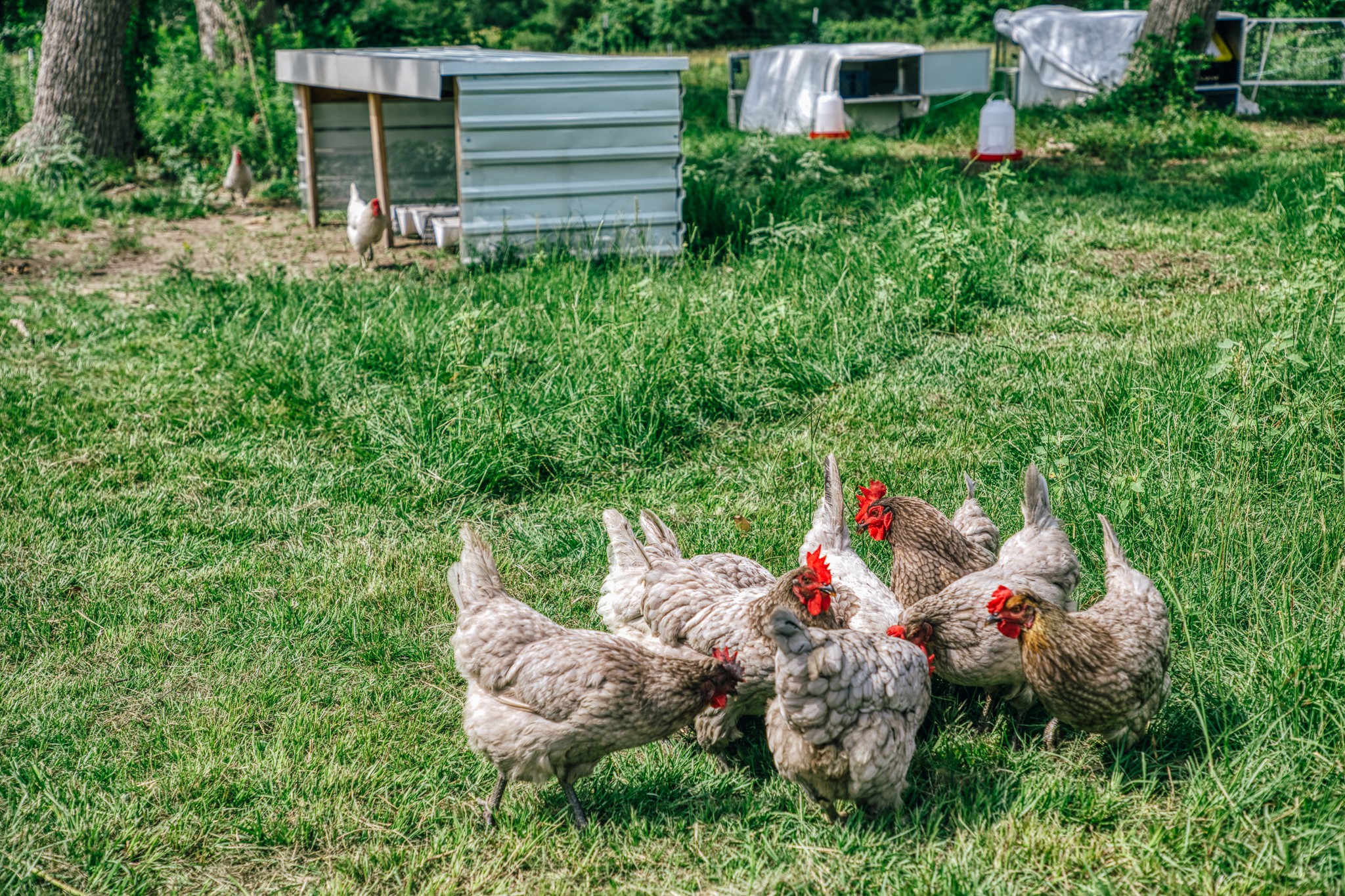 38261 Fm 1736 Road Hempstead, TX 77445 - Photo 12 of 43 Chickens-fresh eggs!