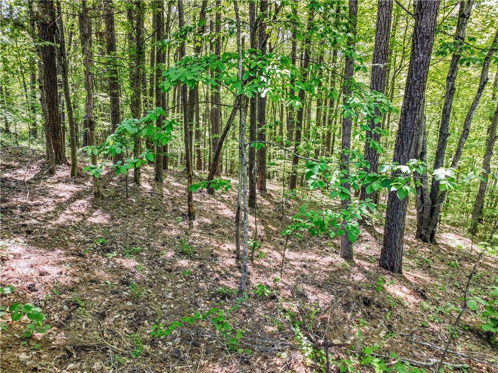 806 Bright Leaf Court Seneca, SC 29672 - Photo 3 of 32