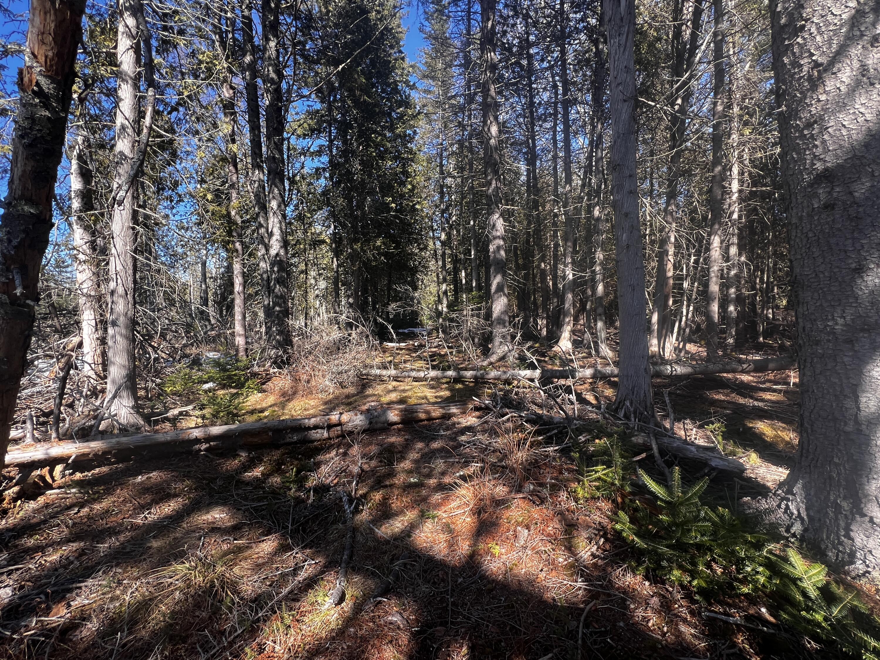 1148 Cape Rosier Road Brooksville, ME 04642 - Photo 4 of 18 1148 Cape Rosier Road, Brooksville