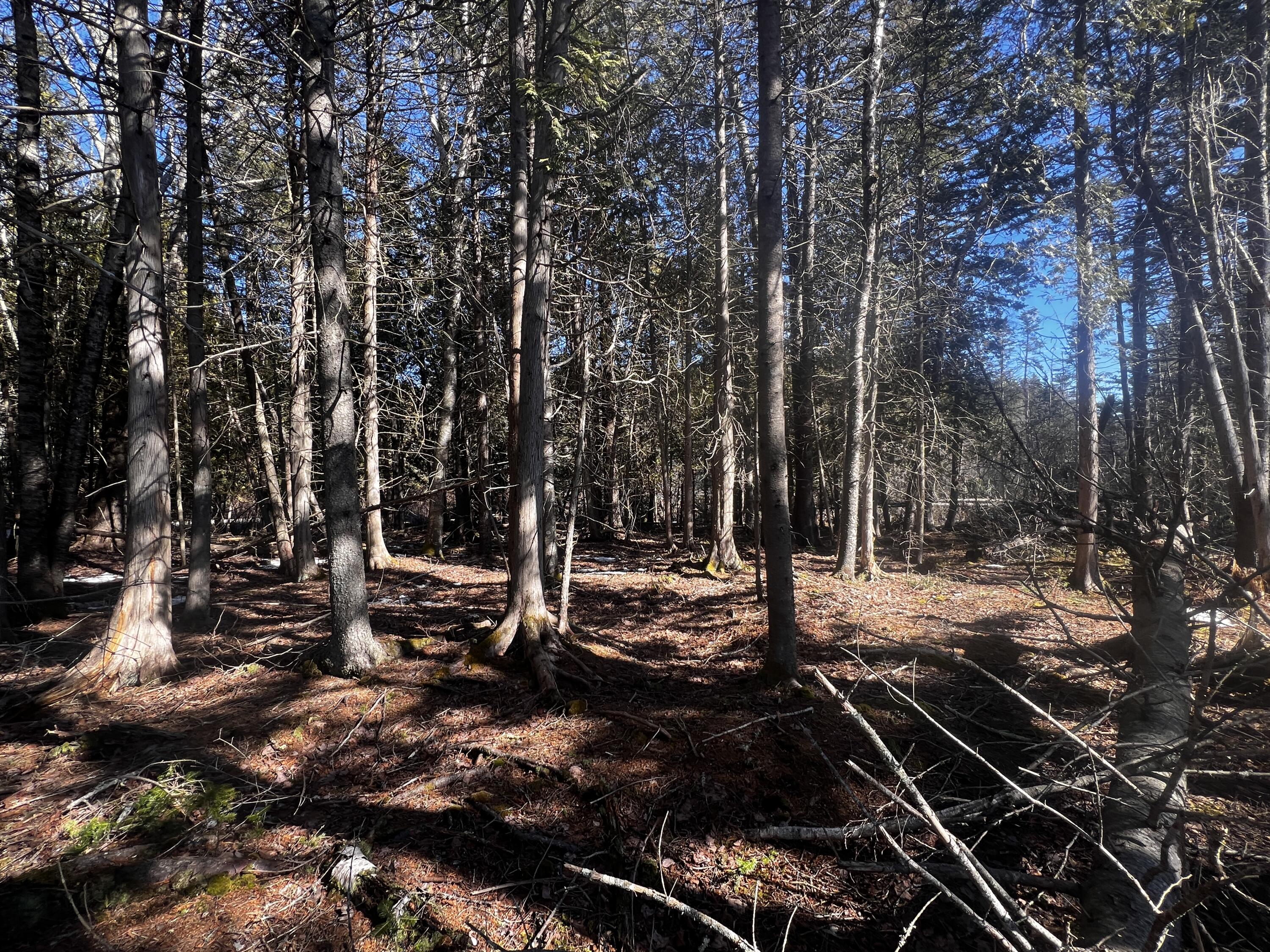 1148 Cape Rosier Road Brooksville, ME 04642 - Photo 5 of 18 1148 Cape Rosier Road, Brooksville