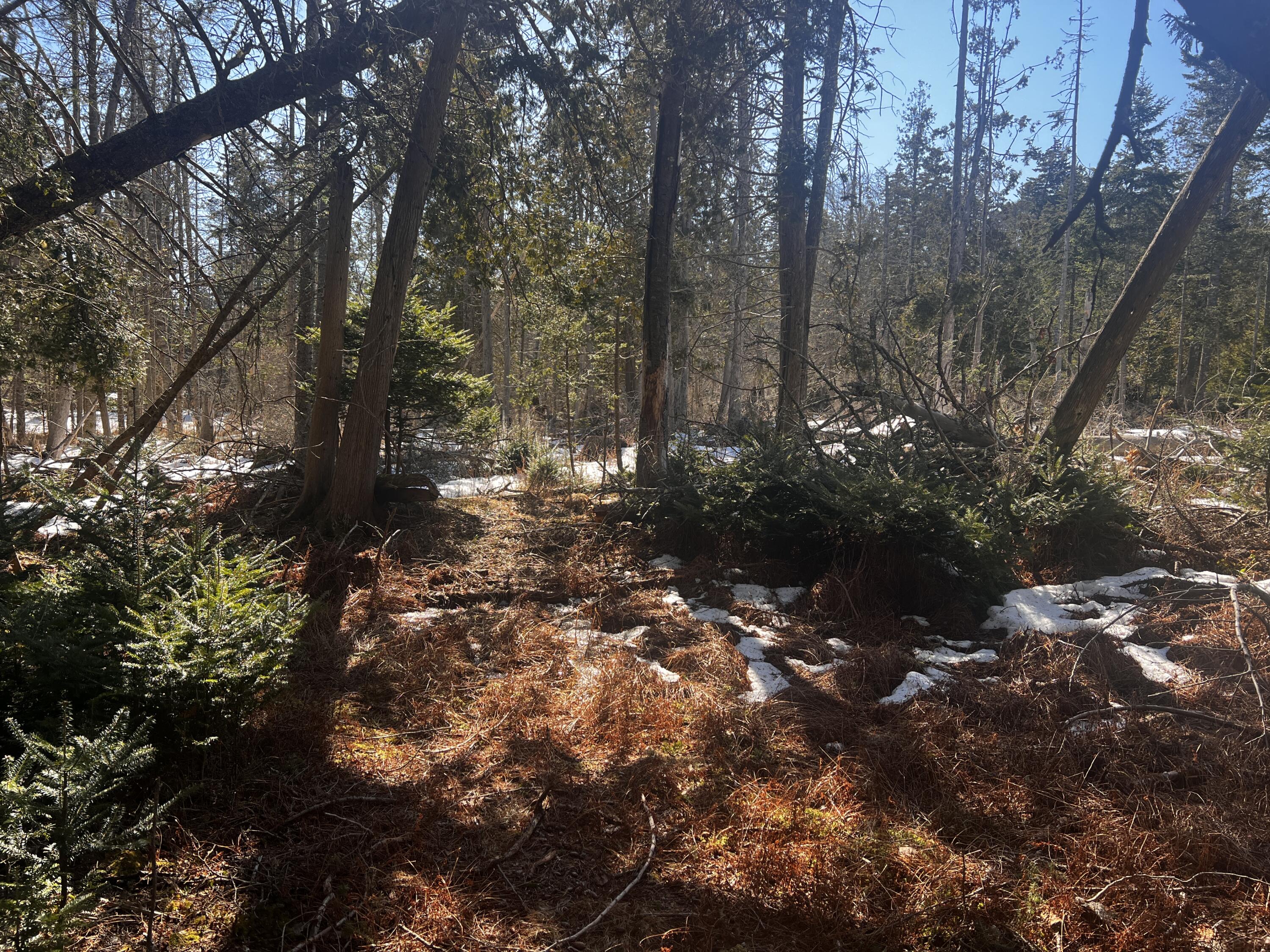 1148 Cape Rosier Road Brooksville, ME 04642 - Photo 8 of 18 1148 Cape Rosier Road, Brooksville