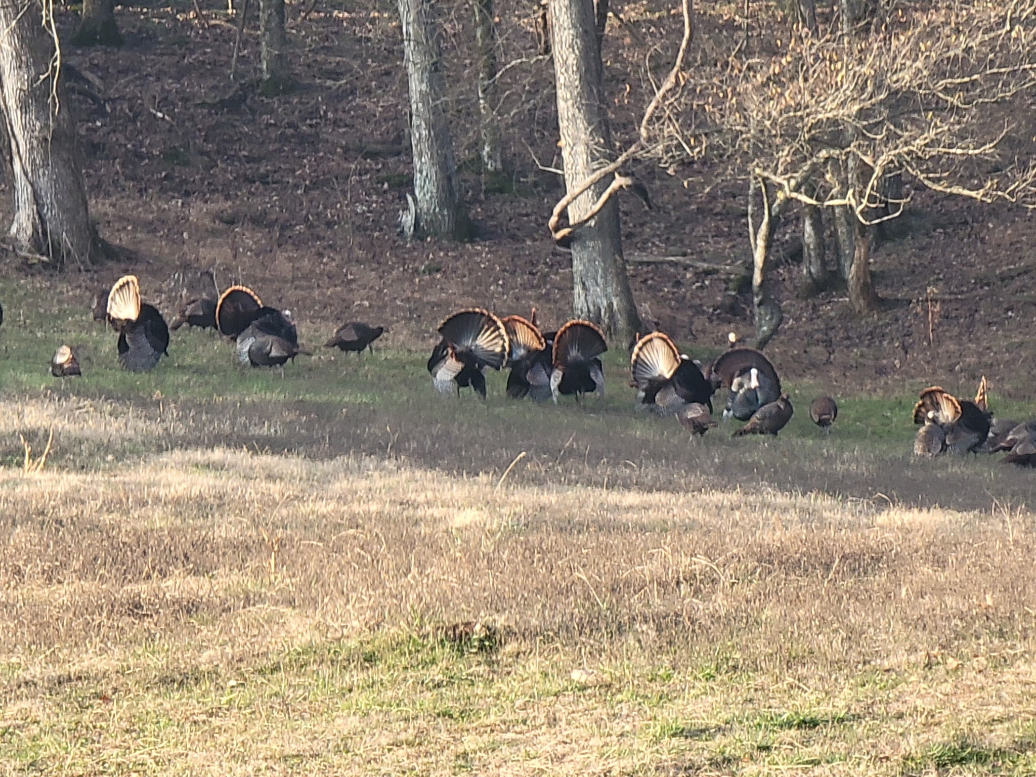 54 Warden Road Fayetteville, TN 37334 - Photo 84 of 87