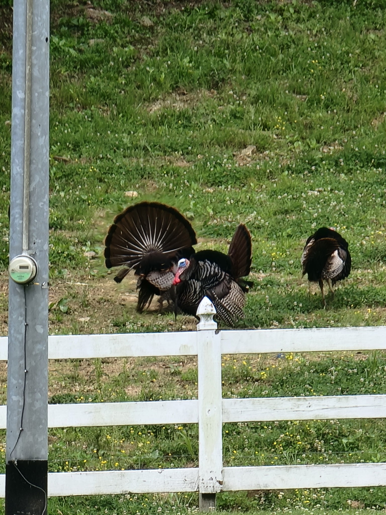 54 Warden Road Fayetteville, TN 37334 - Photo 85 of 87