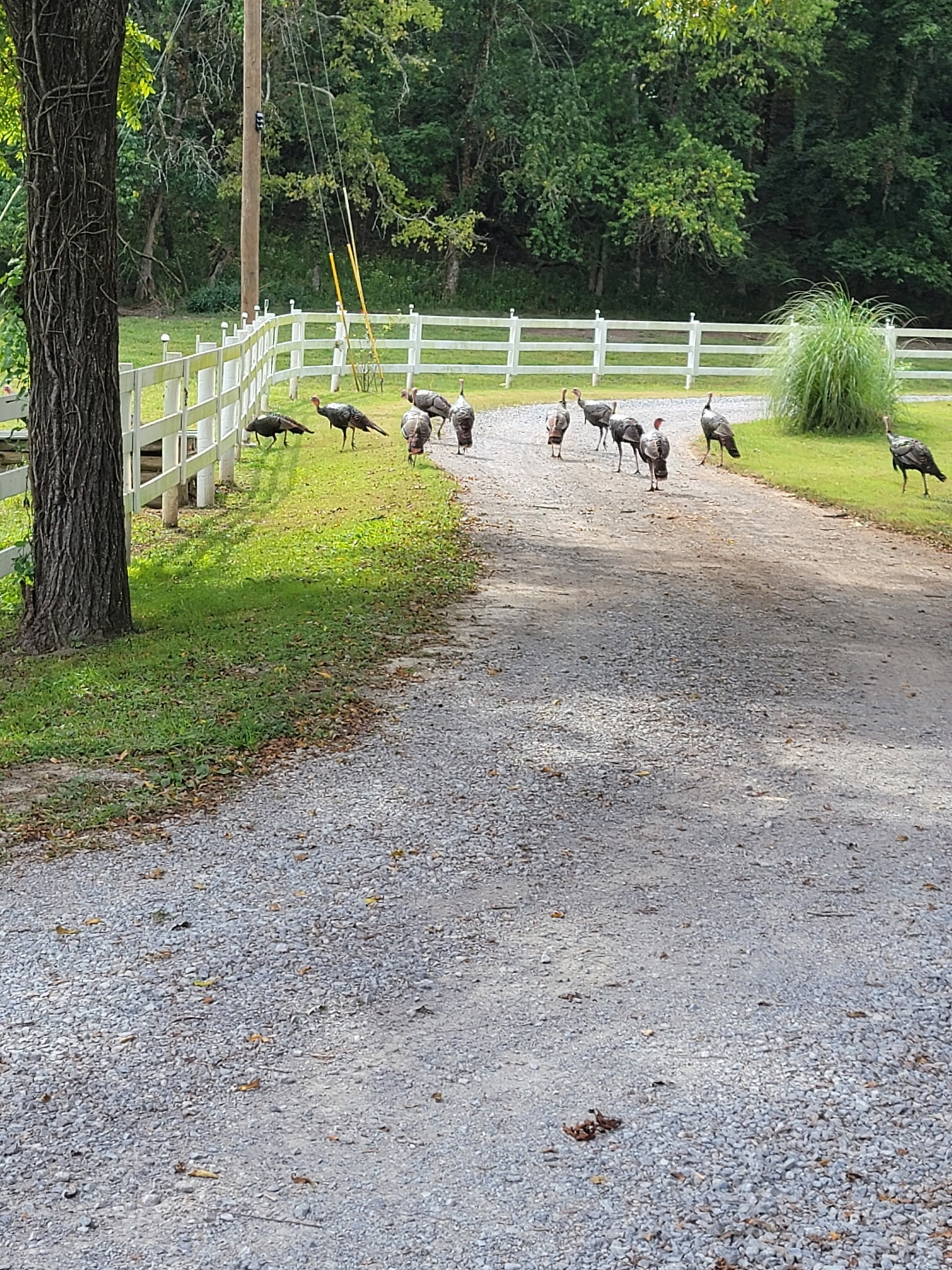 54 Warden Road Fayetteville, TN 37334 - Photo 86 of 87