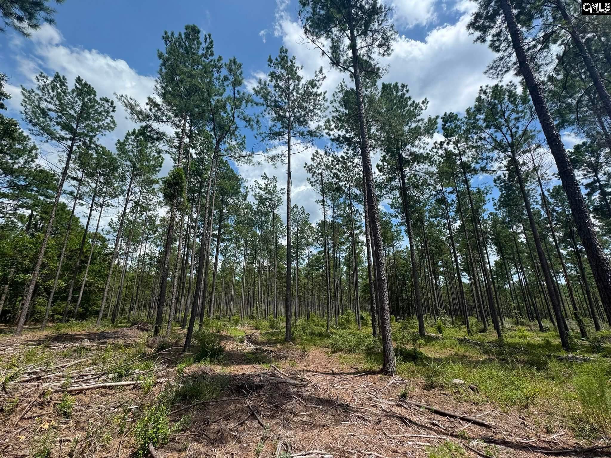Beaver Creek Road Swansea, SC 29160 - Photo 22 of 29 Gallery Image 22