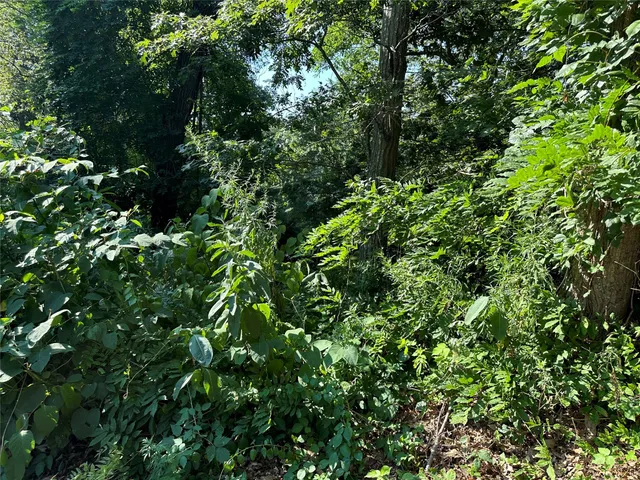 a view of a lush green forest