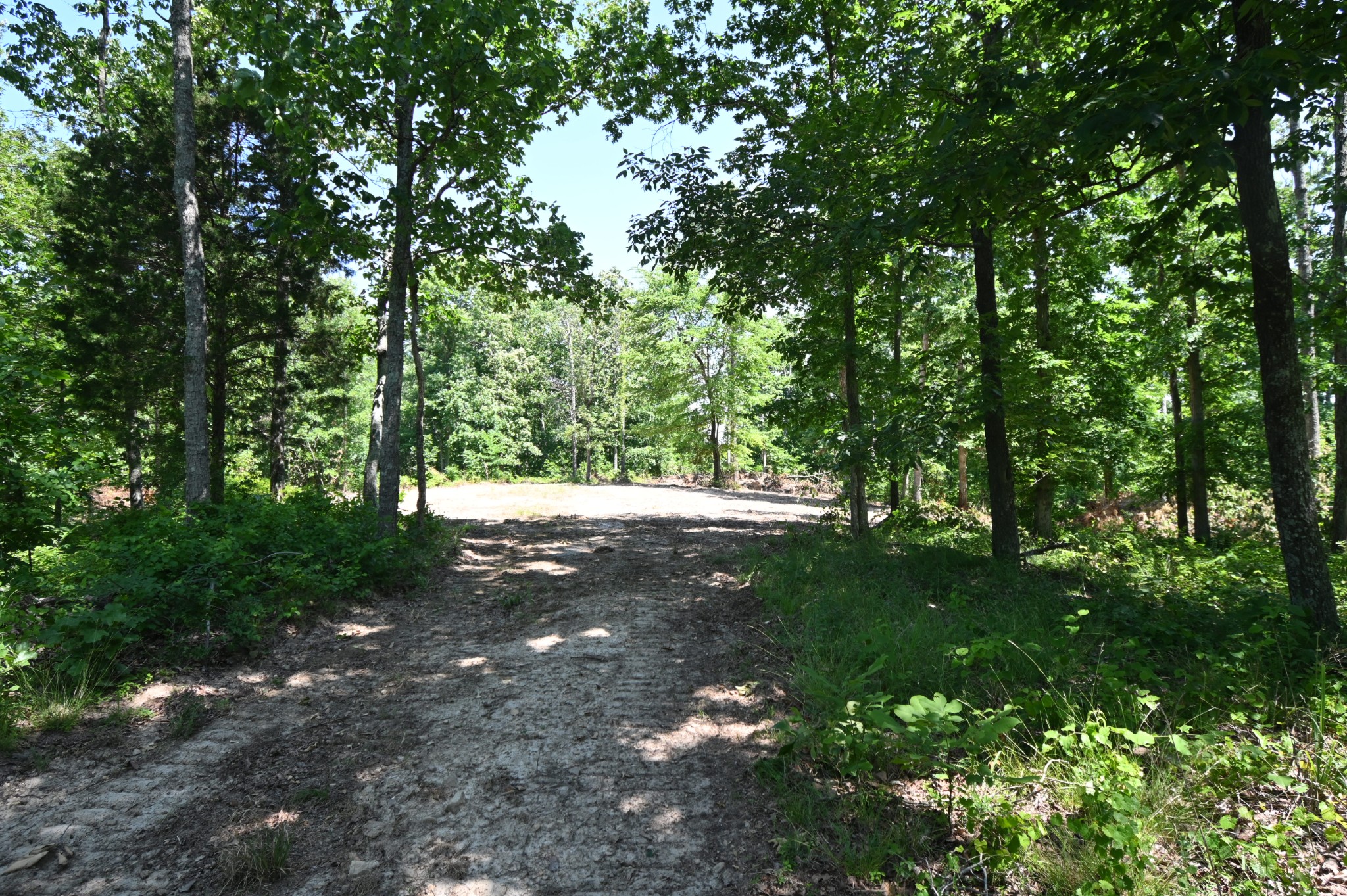 0 Bear Creek Road Waverly, TN 37185 - Photo 6 of 35 a view of forest