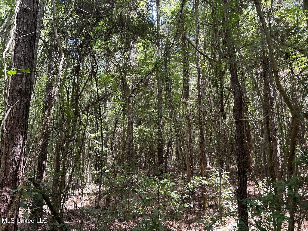 Tbd North Tbd N River Road Rd Summit Summit, MS 39666 - Photo 4 of 10 7BF1CCC5-F27D-4DA0-A848-4574BFB44D36_1_1