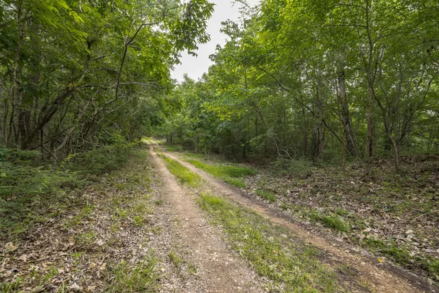 a view of a forest with trees in the background
