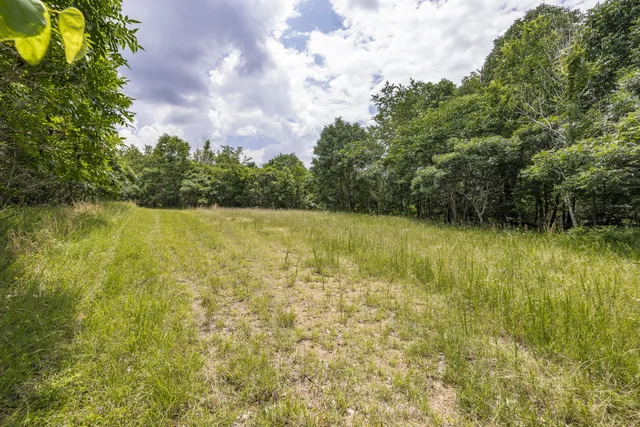 a view of a forest with trees in the background