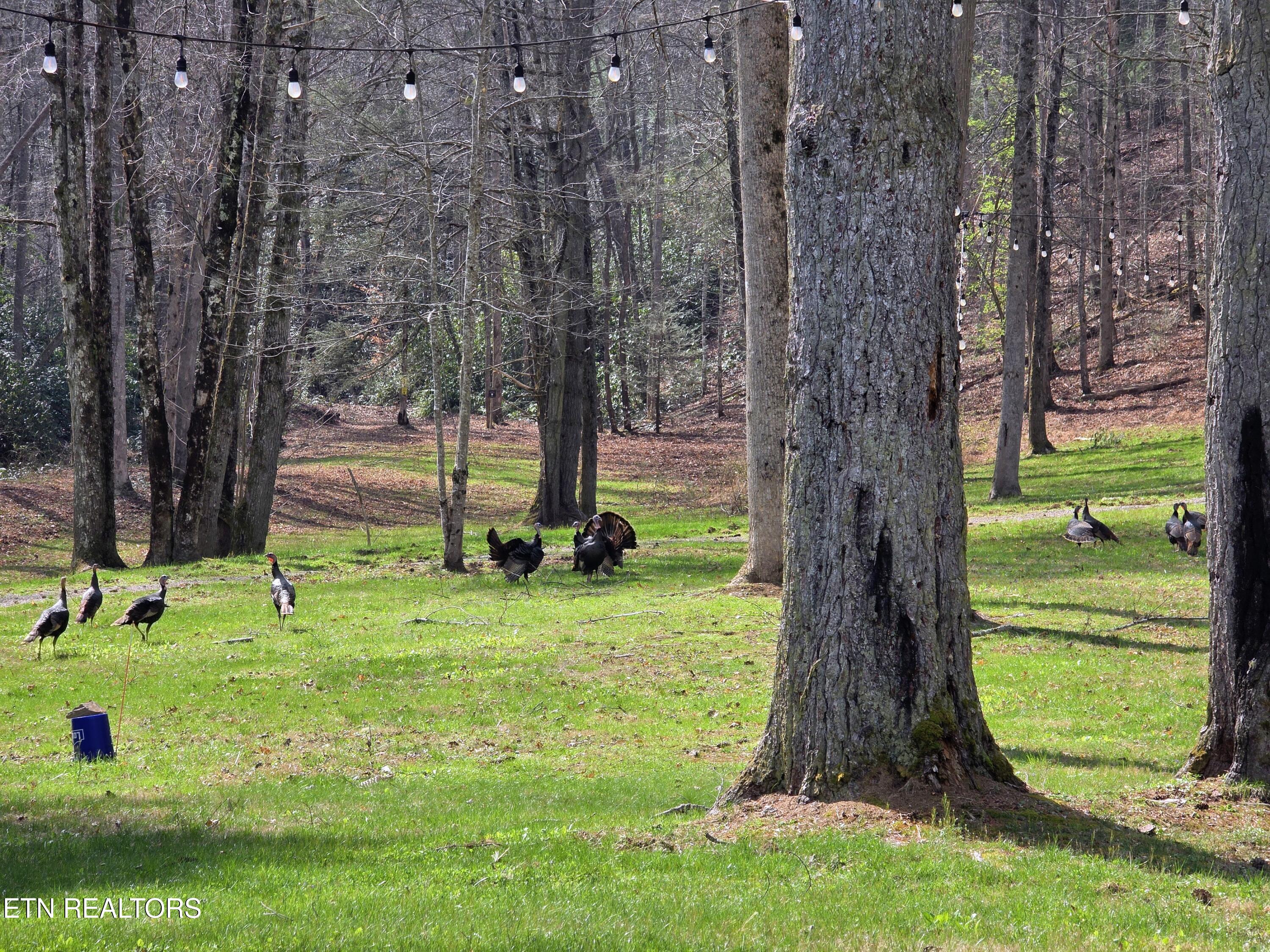 2050 East Millers Cove Road Walland, TN 37886 - Photo 37 of 39 Lodge Turkeys 04-03-2026