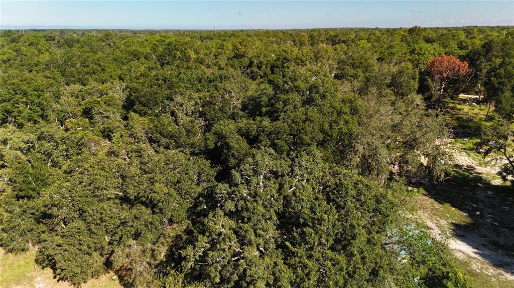 12510 Robinhood Road Hudson, FL 34669 - Photo 14 of 30 a view of a bunch of trees and bushes