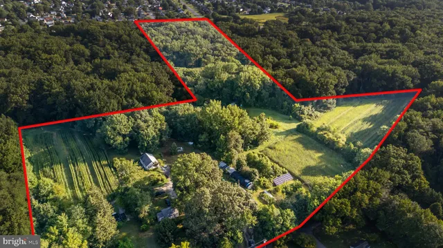 a view of a palm tree