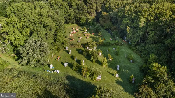 a view of a lush green forest