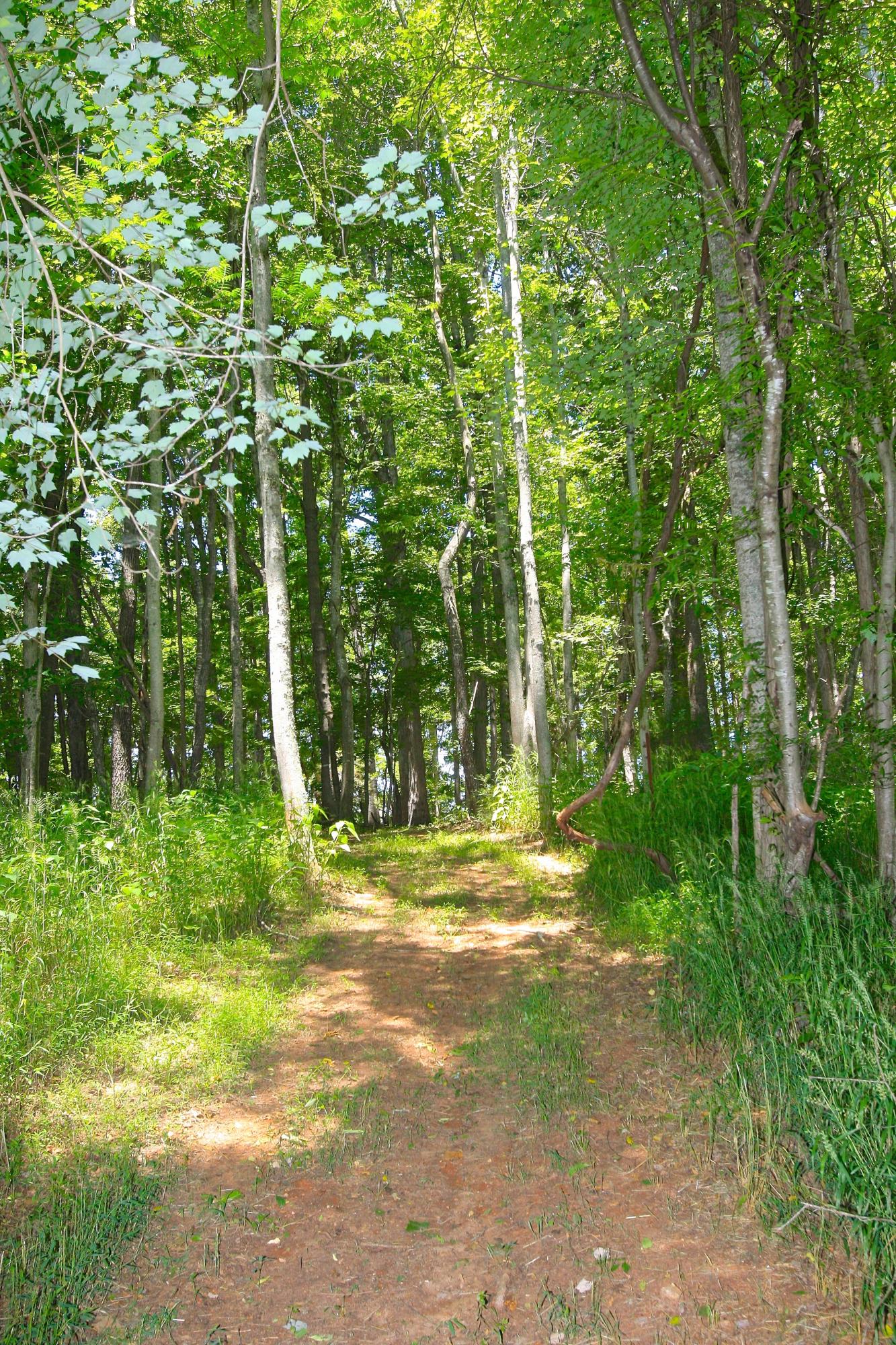 2260 Triggs Road Bedford, VA 24523 - Photo 58 of 62 HORSE_TRAIL_4V4B6677