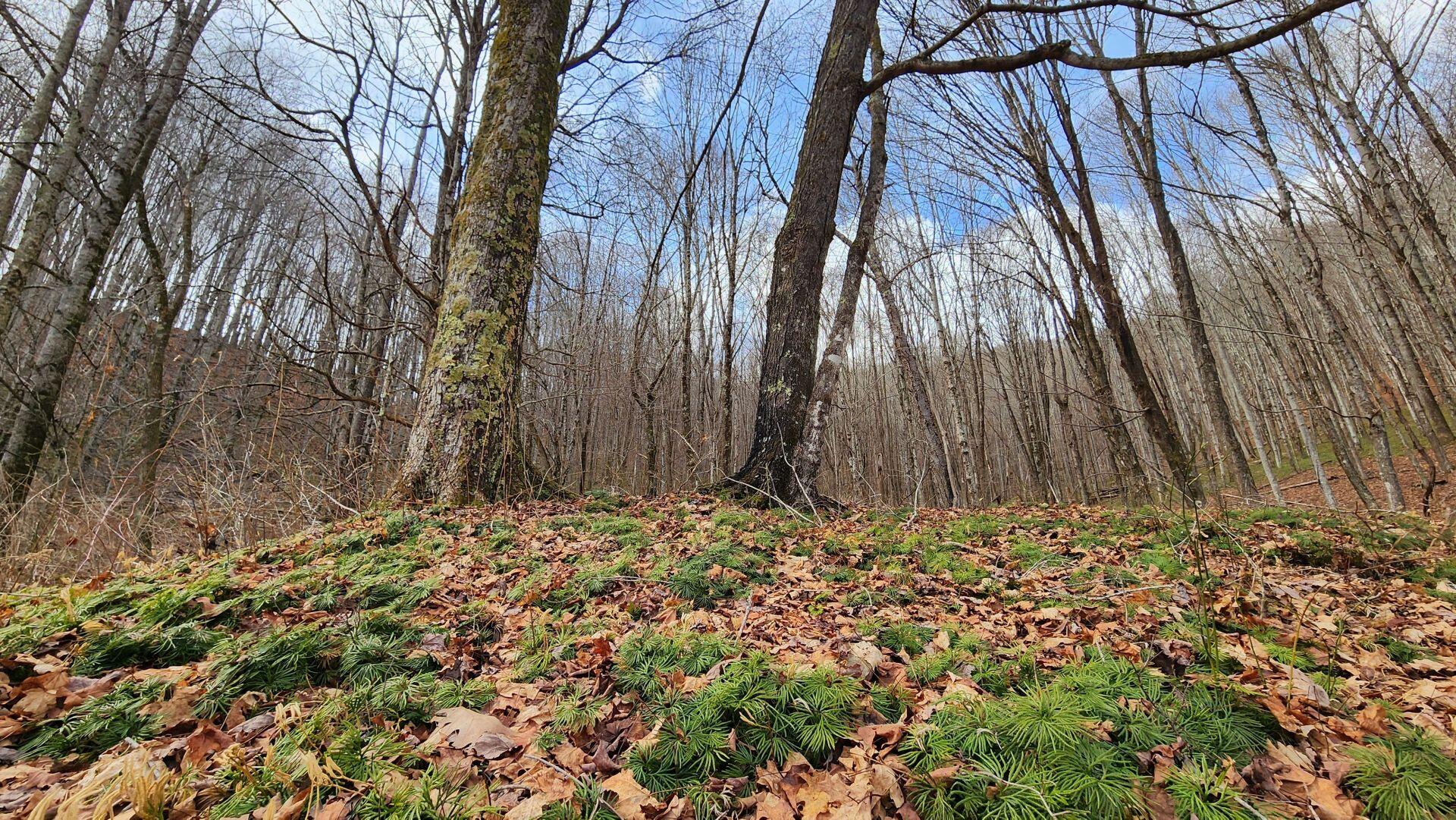 969 Simms Mountain Road Meadow Bridge, WV 25976 - Photo 21 of 31 Gallery Image 21