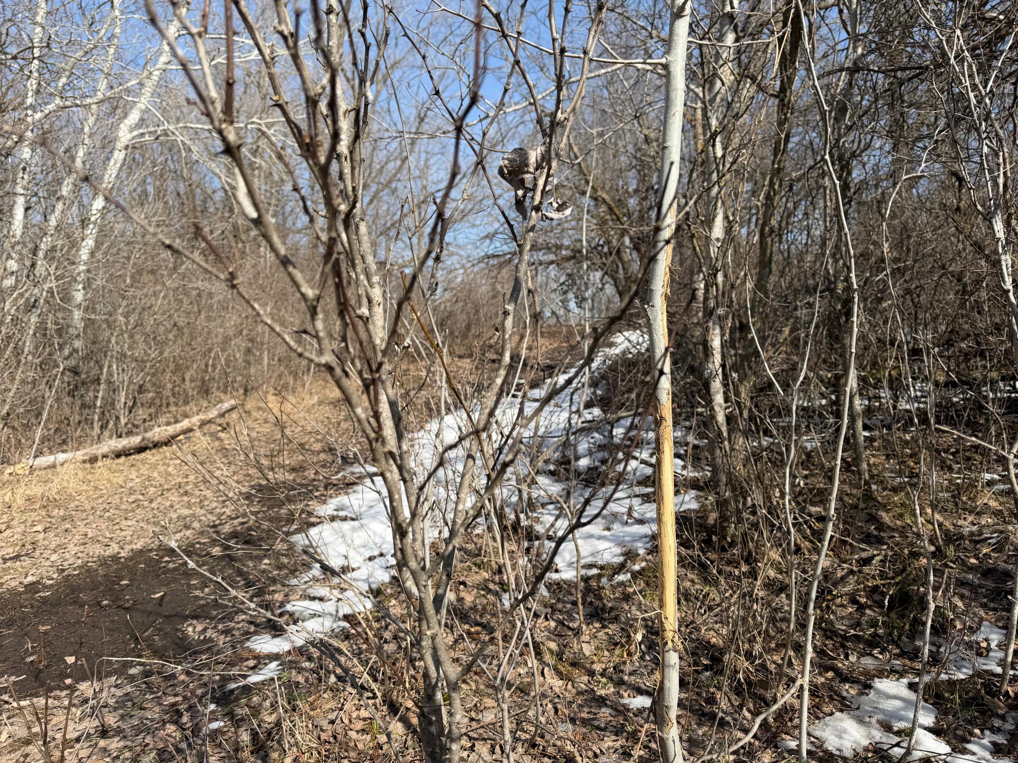 Tbd 270th Street Wadena, MN 56482 - Photo 33 of 81