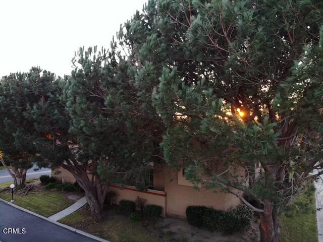 3701 Via Pacifica Walk Oxnard, CA 93035 - Photo 41 of 49 a view of a yard with a tree